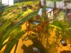 Guppies, Dieren en Toebehoren, Vis