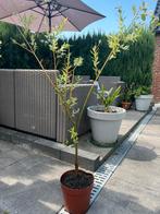 Salix integra, Tuin en Terras, Ophalen of Verzenden, Lente