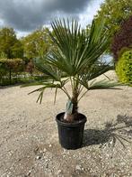 Een echte palmboom voor 59,50! Trachycarpus & Chamaerops., Ophalen of Verzenden