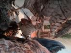 Opgezette vogels, Dieren en Toebehoren, Meerdere dieren, Tropenvogel