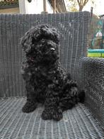 Labradoodle pups, Dieren en Toebehoren, Honden | Chihuahua's en Gezelschapshonden, Poedel, Rabiës (hondsdolheid), 8 tot 15 weken