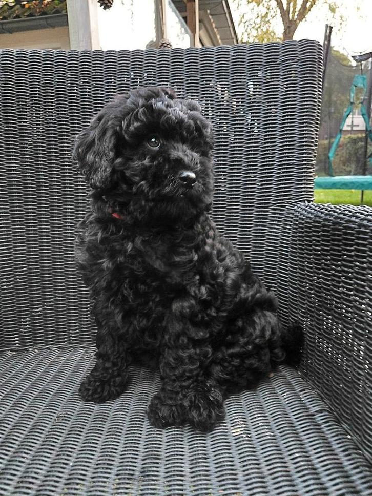 Labradoodle pups, Dieren en Toebehoren, Honden | Chihuahua's en Gezelschapshonden, Meerdere dieren, Poedel, Particulier, Meerdere