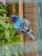 Tekoop gevraagd indigovink man ., Dieren en Toebehoren, Vogels | Overige Vogels, Mannelijk