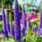 zaden, 0,50 ct, Verzenden, Gehele jaar, Halfschaduw, Zaad