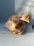 Mooi zijdehoen naakthals haantje, Dieren en Toebehoren, Pluimvee, Mannelijk, Kip