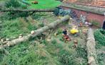 Boomverzorging boom kappen snoeien bomen, Garantie, Tuinonderhoud of Snoeiwerk
