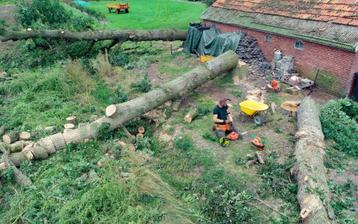 Boomverzorging boom kappen snoeien bomen  beschikbaar voor biedingen