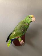 Groene amazone papegaai, Verzamelen, Dierenverzamelingen, Opgezet dier, Vogel, Ophalen of Verzenden