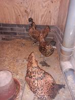 3 brabanter hennen goudzwart getoept kriel., Dieren en Toebehoren, Pluimvee, Vrouwelijk, Kip