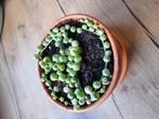 senecio rowleyanus variegata, Huis en Inrichting, Kamerplanten, Ophalen, Overige soorten, Minder dan 100 cm