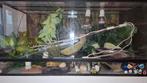 Terrarium met heel veel extra's., Dieren en Toebehoren, Reptielen en Amfibieën | Toebehoren, Ophalen