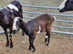 Bonte melkgeit lam, Dieren en Toebehoren, Schapen, Geiten en Varkens, Vrouwelijk, Geit, 0 tot 2 jaar