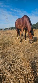 Stoere D-pony Harley, Dieren en Toebehoren, Pony's, Gechipt, Ruin, Dressuurpony, L