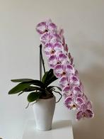 Prachtige Orchidee met 17 Bloemen!, Tuin en Terras, Planten | Tuinplanten, Vaste plant, Bloeit niet, Halfschaduw, Ophalen