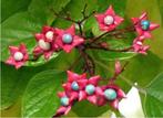 pindakaasboom kansenboom scheuten, Tuin en Terras, Planten | Bomen, Herfst, Overige soorten, 250 tot 400 cm, Ophalen