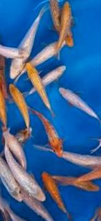 Te koop gevraagd Taniguchi golden corn koi, Dieren en Toebehoren, Vissen | Vijvervissen, Karper of Koi