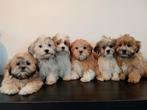 Mooie Boomer pups ShihTzu x Maltezer., Dieren en Toebehoren, Parvo, Nederland, Overige rassen, 8 tot 15 weken
