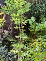 Blauw regen, Tuin en Terras, Planten | Tuinplanten, Ophalen, Volle zon, Vaste plant, Klimplanten