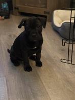 Kruising pup buldog reu, Dieren en Toebehoren, Honden | Bulldogs, Pinschers en Molossers, Rabiës (hondsdolheid), Reu, 8 tot 15 weken