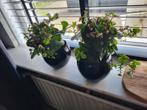 2 kamerplant met bloempoten, Huis en Inrichting, Woonaccessoires | Kunstplanten en Kunstbloemen, Ophalen of Verzenden