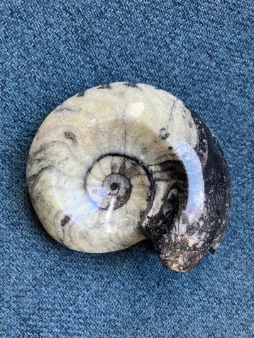 fossiel van een ammoniet beschikbaar voor biedingen