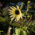 Zonnebloem Debilis zaden, Ophalen of Verzenden, Volle zon