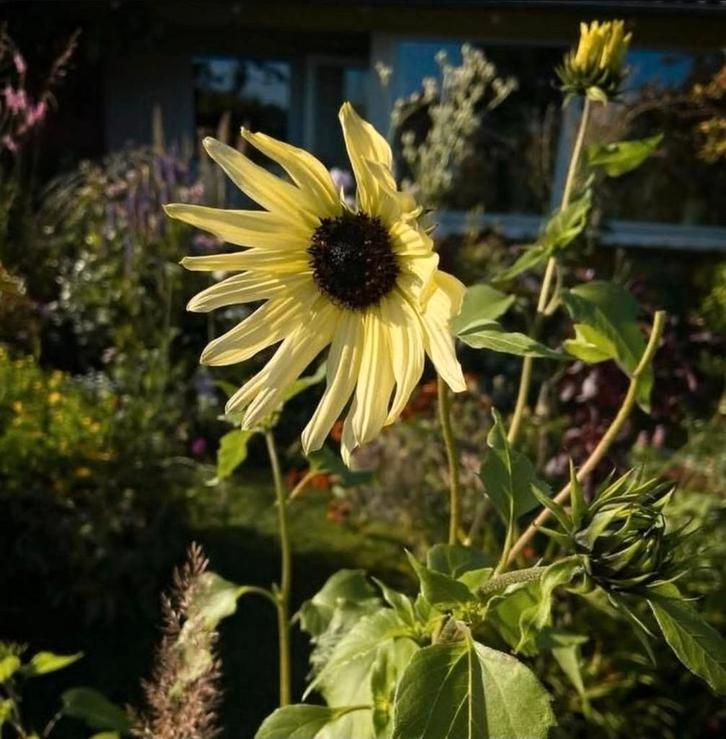 Zonnebloem Debilis zaden, Tuin en Terras, Bloembollen en Zaden, Volle zon, Ophalen of Verzenden