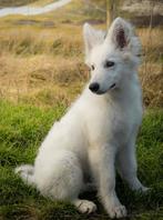 Zwitserse Herder pup, Dieren en Toebehoren, Honden | Herdershonden en Veedrijvers, 15 weken tot 1 jaar, Reu, Parvo, Eén hond