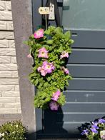 Hang petunia, Tuin en Terras, Planten | Tuinplanten, Ophalen, Zomer, Overige soorten, Volle zon