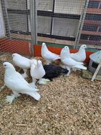 Mooie witte gentse kroppers, Dieren en Toebehoren, Vogels | Duiven, Meerdere dieren, Overige soorten