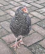 Jonge hennetjes te koop, Dieren en Toebehoren, Pluimvee, Vrouwelijk, Kip