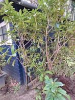 Rododendron, 190 cm hoog, gratis, Tuin en Terras, Planten | Bomen, Overige soorten, Ophalen
