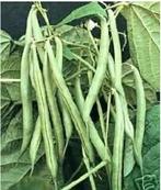 Zaden van een hèèèle lekkere STOKBOON, Ophalen, Volle zon