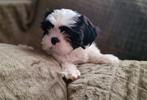 Boomer reutje  boomerpup x shih tzu, Dieren en Toebehoren, 8 tot 15 weken, Eén hond, Nederland, Particulier