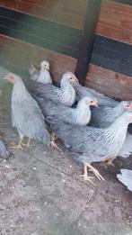 Leghorn Zilverpatrijs hennen te koop, Dieren en Toebehoren, Pluimvee, Vrouwelijk, Kip