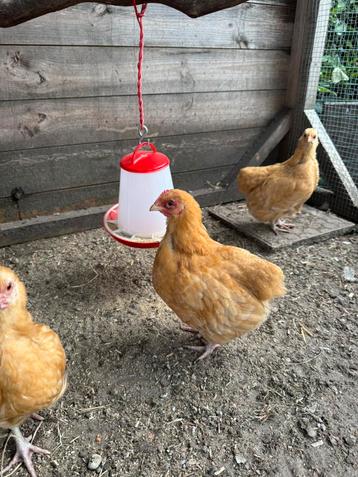 Gratis Orpington krielhaantjes buff beschikbaar voor biedingen