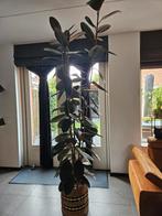 Ficus elastica (Rubberplant), Huis en Inrichting, Kamerplanten, Ophalen, Ficus