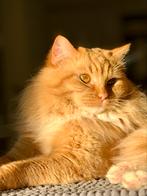Ragdoll dekkater met stamboom, Dieren en Toebehoren, Kater, Gechipt