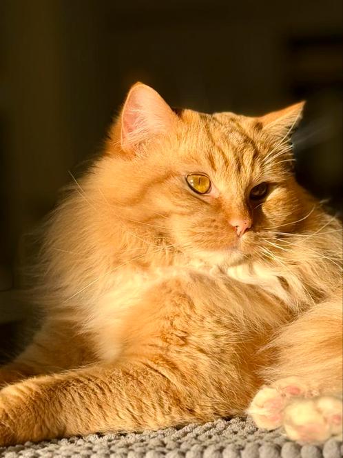 Ragdoll dekkater met stamboom, Dieren en Toebehoren, Katten en Kittens | Raskatten | Langhaar, Kater, Met stamboom, Gechipt, Ontwormd