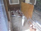 Oud-Hollandse kapucijnen. Rood en Geel ( duivinnen)., Dieren en Toebehoren, Vogels | Duiven, Meerdere dieren, Overige soorten