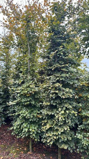 Groene beuken bomen zuilvormig 300/350/400/450 cm dr.kluit beschikbaar voor biedingen