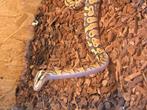 Diversen nakweek koningspythons te koop, Dieren en Toebehoren, Reptielen en Amfibieën, Hagedis, 0 tot 2 jaar
