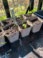 Lathyrus plantjes, Tuin en Terras, Planten | Tuinplanten, Ophalen of Verzenden