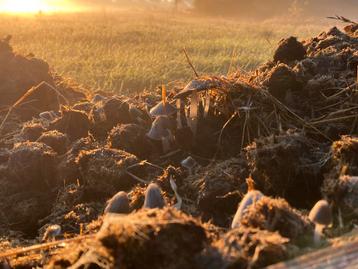 Paardenmest - Natuurlijke Tuinbemesting, moestuin, rozen beschikbaar voor biedingen