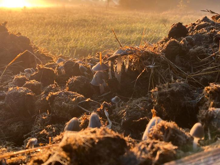 Paardenmest - Natuurlijke Tuinbemesting, moestuin, rozen, Tuin en Terras, Aarde en Mest, Overige typen, Ophalen