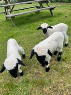 Alvast te reserveren walliser schwarznase, Dieren en Toebehoren, Mannelijk, Schaap