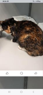 Gevonden in Purmerend schildpad poes, Dieren en Toebehoren, Vermiste en Gevonden Dieren, Kat