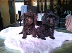 mini labradoodle puppys, Dieren en Toebehoren, Rabiës (hondsdolheid), Overige rassen, 8 tot 15 weken, Meerdere