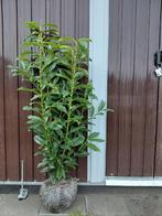 Prunus Genola, Ophalen, Laurier, Haag, Minder dan 100 cm
