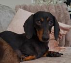 Kaninchen teckel teefje, Dieren en Toebehoren, Honden | Teckels en Dashonden, Kaninchen, Rabiës (hondsdolheid), 1 tot 2 jaar, Korthaar